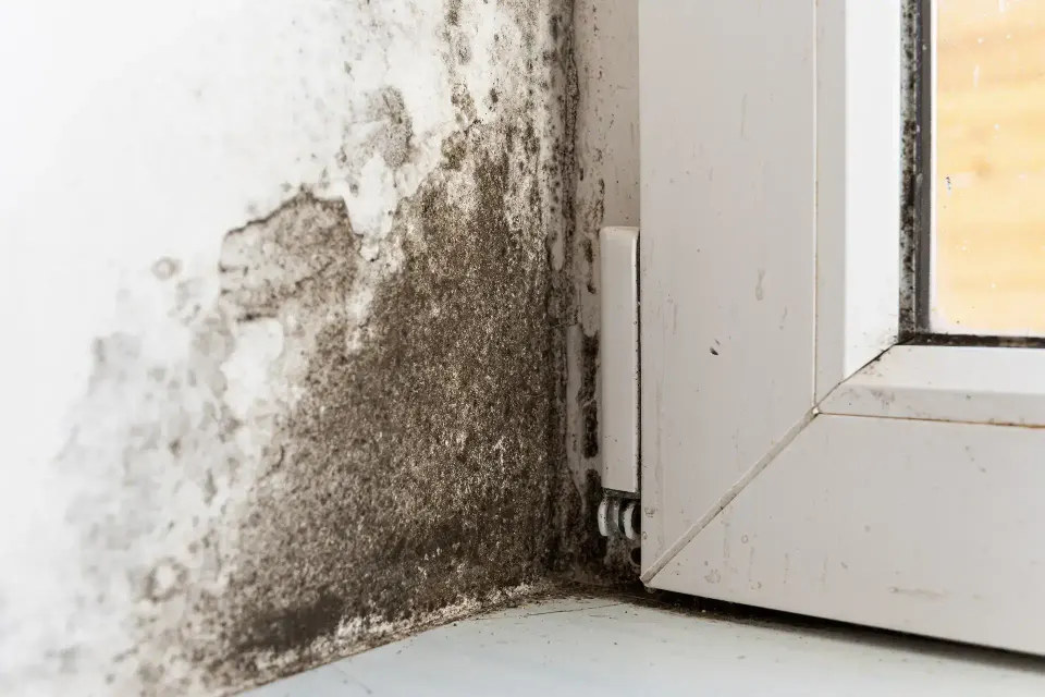 Local Expertise in North Texas Water Mitigation — Rowlett, TX